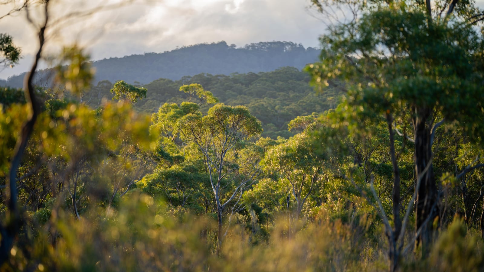 The Australian bush landscape